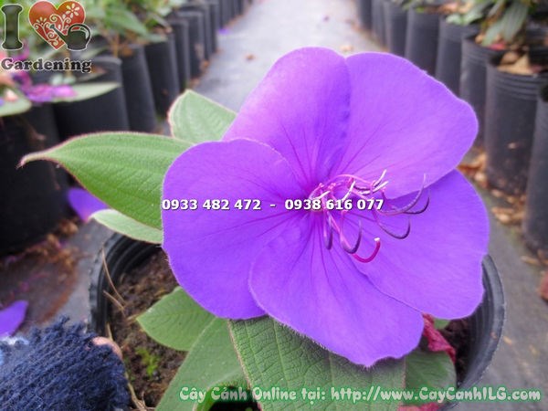 Hoa Sim Úc Tím nở rực rỡ sau khi áp dụng đúng kỹ thuật kích hoa