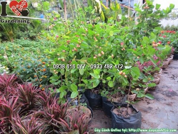 Cây si rô cao 60cm tán xanh bóng tại ILG