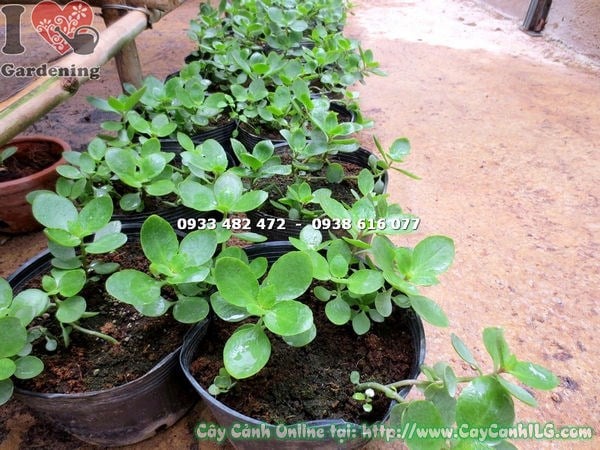 Lộ trình phát triển từ cây sống đời giống đến trưởng thành