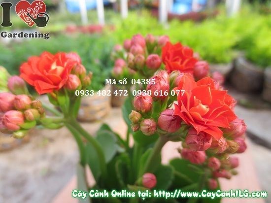 Cây sống đời hoa kép trang trí bàn làm việc và không gian nội thất