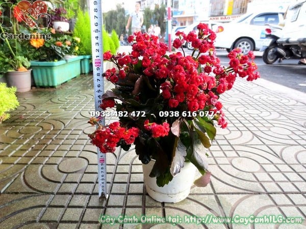cây sống đời kép hoa đỏ cao 20cm – thích hợp trang trí sân vườn và không gian thương mại