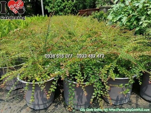 Cây sơn liễu cao 20cm - cây giống nhỏ gọn dễ trồng
