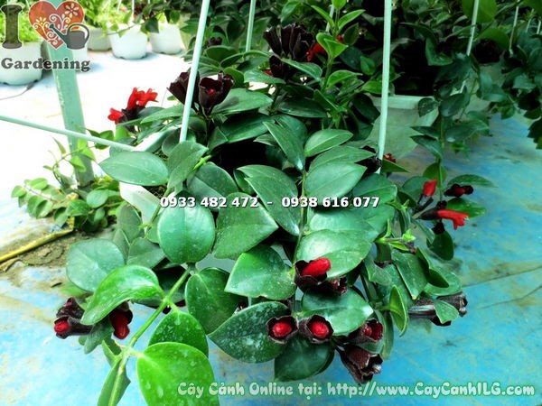 Hoa đỏ rực cây son môi lá lớn Ms 17261 - ILG