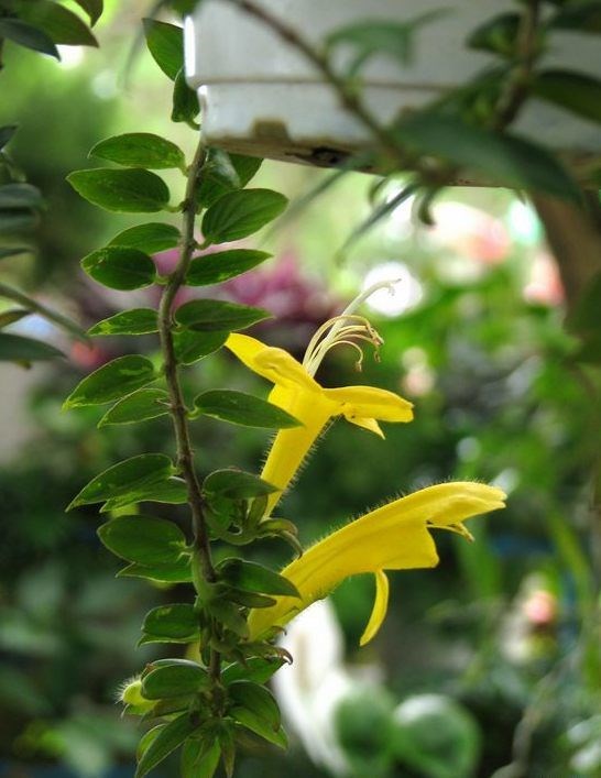 Hoa son môi vàng - hoa hình ống màu vàng tươi vươn ra từ đài đỏ cam