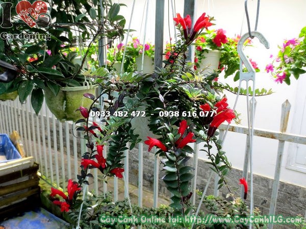 Chùm hoa son môi lá nhỏ hoa đỏ chi tiết
