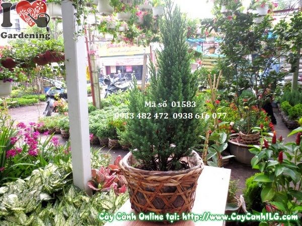 Cây sơn tùng tạo dáng đẹp trong tiểu cảnh