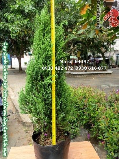 Cây Sơn Tùng cao 80cm tại vườn ILG