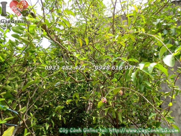 Cây sơ ri trồng cảnh quan xanh tươi