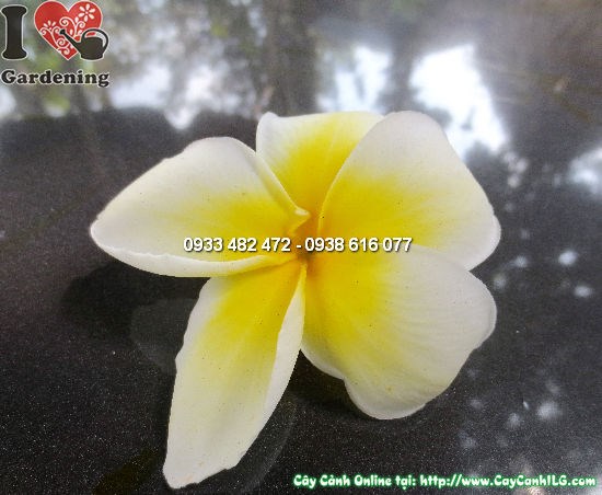 Cây sứ cùi cao 3m trồng ngoại thất công trình biệt thự resort