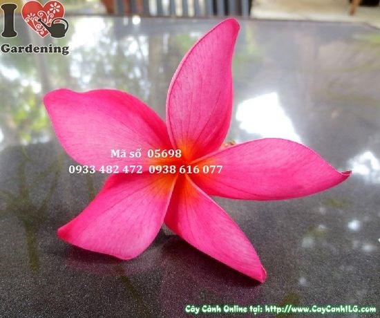 Ứng dụng cây sứ đại 3m trong cảnh quan sân vườn công trình