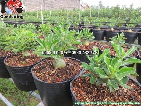 Cây sứ thái – hoa đẹp, nhiều màu sắc, trồng sân vườn và cảnh quan