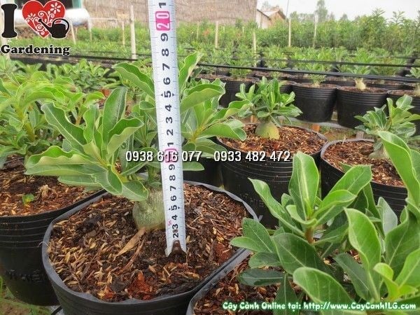 Phòng trị sâu bệnh cho cây sứ thái
