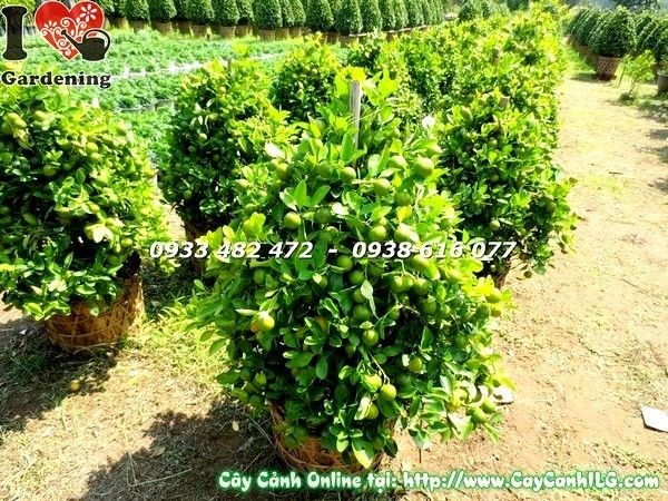 Vườn cây tắc ILG cung cấp sỉ lẻ cây tắc cao 115cm toàn quốc