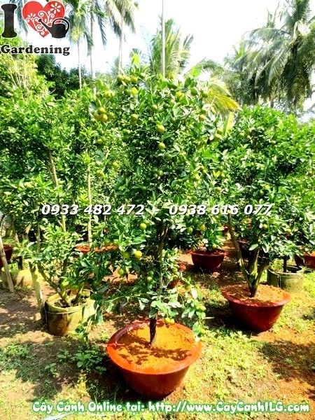 Cây tắc cao 130cm tán đẹp trái vàng ILG