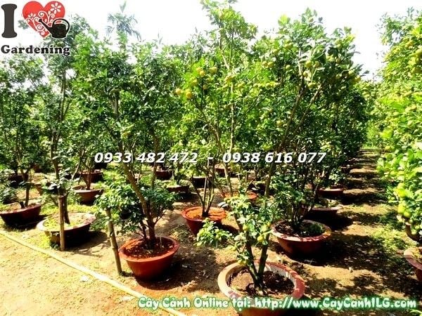 Cây tắc quất 160cm Ms 19613 tại vườn ILG - chụp thực tế