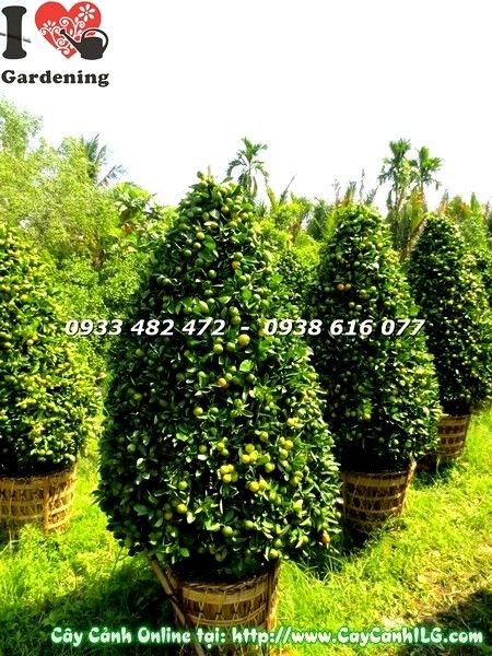 Chi tiết tán cây tắc cao 170cm sai trái đều đặn - vườn ILG TP.HCM