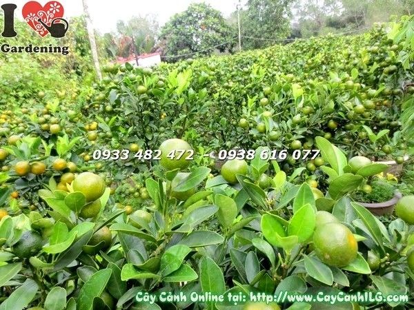 Cây tắc cao 55cm trĩu trái - Ms 19587