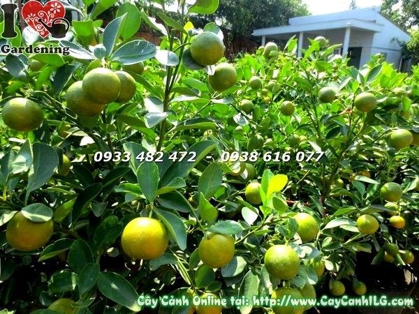 Cây tắc cao 80cm trưng Tết – sang trọng, ý nghĩa