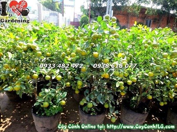 Cây tắc Ms 19292 dáng tự nhiên đẹp, phù hợp trang trí sân vườn
