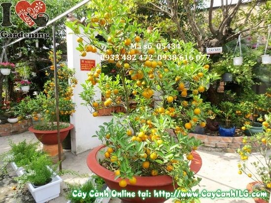 Cây tắc Hà Nội cao 1,5m – Ms 05434 tại vườn ILG