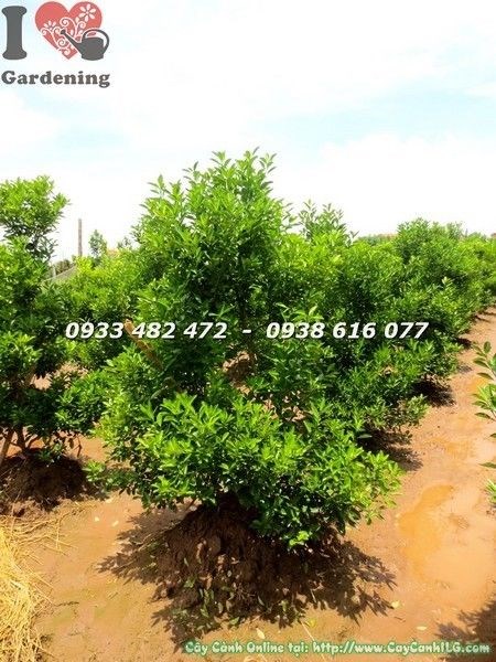 Cây tắc Hà Nội cao 1m – kích thước lý tưởng trang trí sân vườn