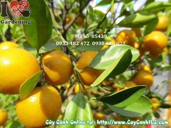 Cây Tắc Hà Nội trái vàng rực rỡ tại vườn ILG
