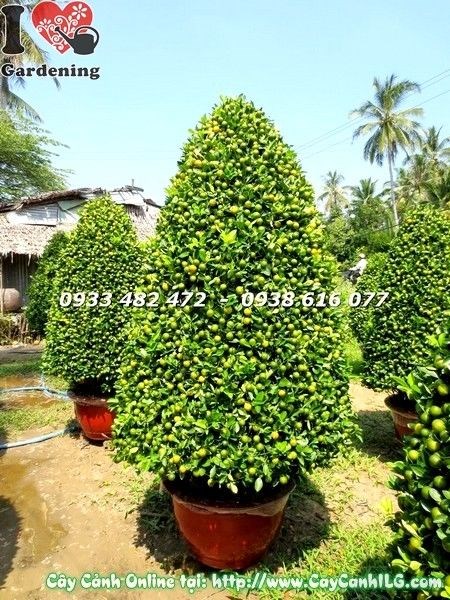 Cây tắc hình tháp lớn sai trái vàng trang trí sảnh công trình