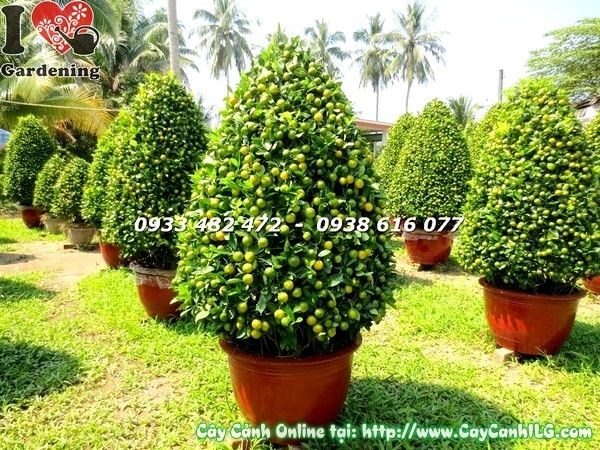 Cây tắc lớn hình tháp đẹp trái vàng chi chít - trang trí Tết công trình