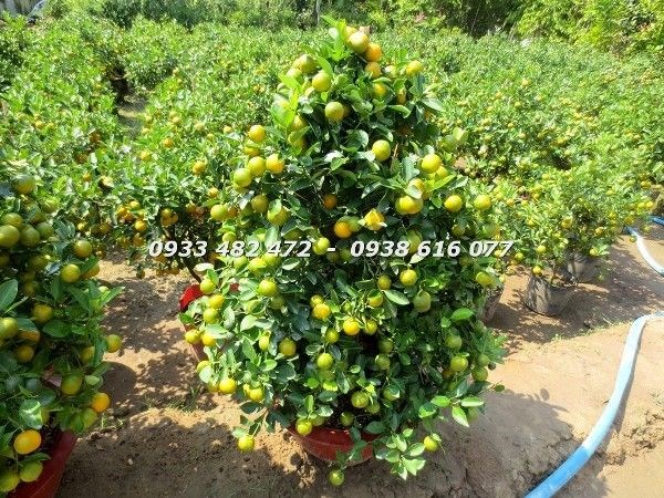 Cây tắc Tết cao 90cm tán đẹp lá xanh đậm Ms 22911