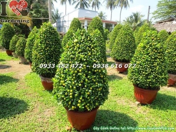 Ý nghĩa phong thủy cây tắc Tết nhiều trái vàng