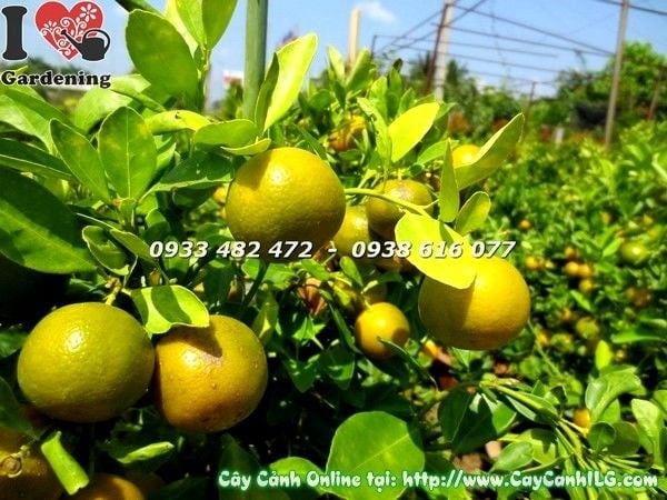 Cây tắc trồng chậu Ms 19646 – cây quất cảnh trái vàng đẹp