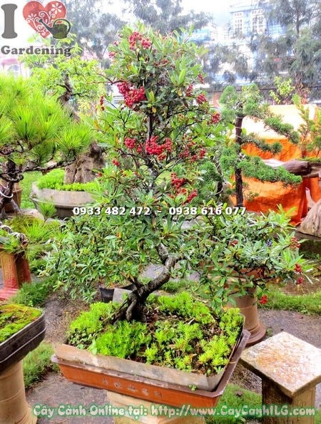 Cây táo gai bonsai 80cm trang trí sân vườn đẹp