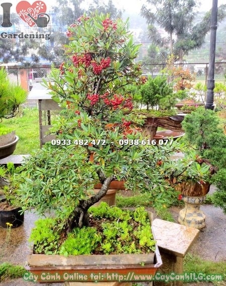 Dáng bonsai táo gai cao 80cm nghệ thuật cổ kính