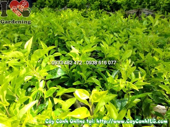 Kiểm tra sâu bệnh cây Thanh Quan – chăm sóc đúng cách