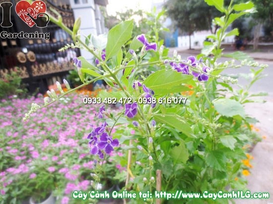 Cây Thanh Quan cao 40cm – dáng bonsai đẹp sau nhiều năm chăm sóc
