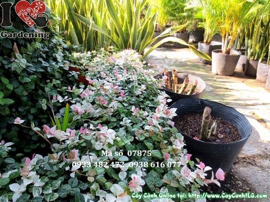 Cây thằn lằn cẩm thạch lớn cao 10cm – mảng xanh leo tường đẹp