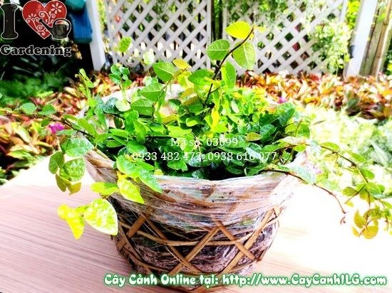 cây thằn lằn Ficus pumila trang trí nội ngoại thất