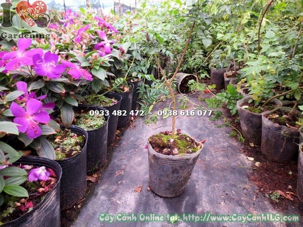 Cây thiên lí đỏ cao 50cm – hoa đỏ rực rỡ tại vườn ILG