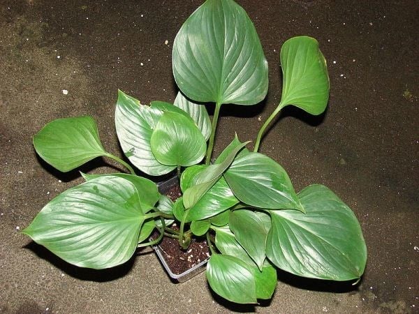 Cây thiên niên kiện thân rễ mập khỏe
