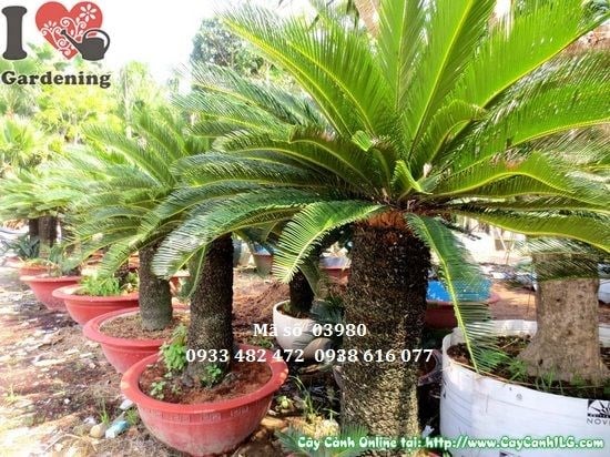 Cây thiên tuế cao 1,5m tại vườn ILG