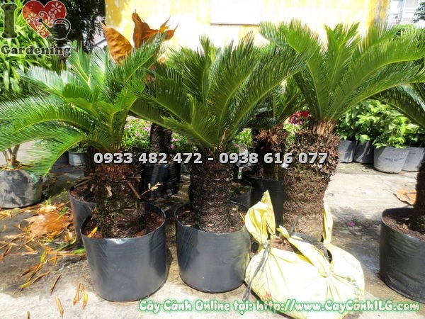 Cây thiên tuế lóng 3 tấc dạng kiểng bonsai cổ điển