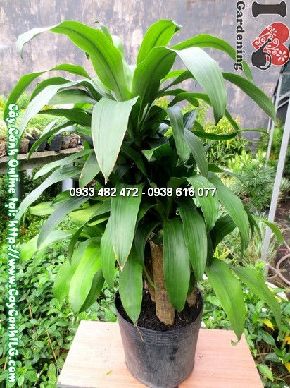 Thiết Mộc Lan 5 Khúc 75cm - ý nghĩa phong thủy ngũ phúc