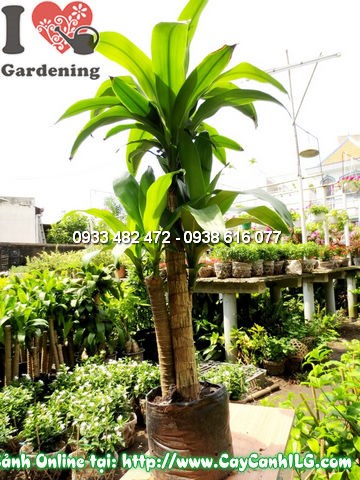 Cây thiết mộc lan 110cm thân gỗ cứng cáp lá xanh mướt