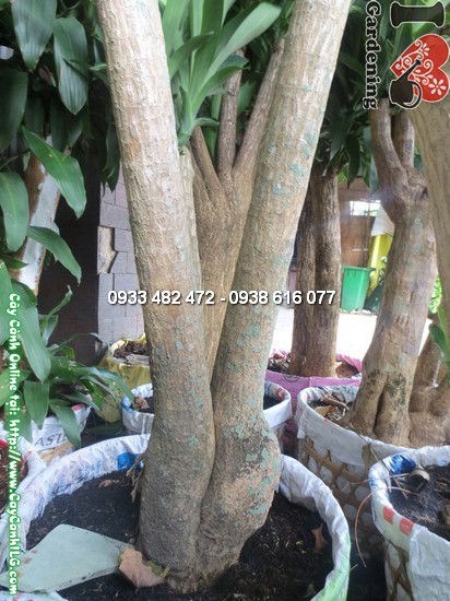 Cây thiết mộc lan gốc lớn tán đẹp 1,7m - cây cảnh phong thủy tại ILG