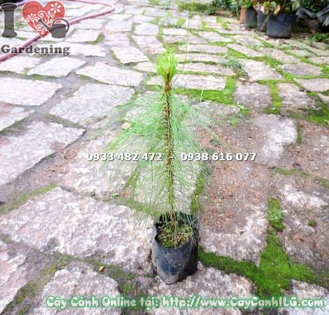 Cây thông ba lá cao 30cm lá kim xanh mướt mọc cụm ba