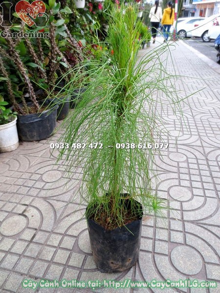 Cây thông ba lá giống cao 40cm cung cấp sỉ lẻ tại ILG