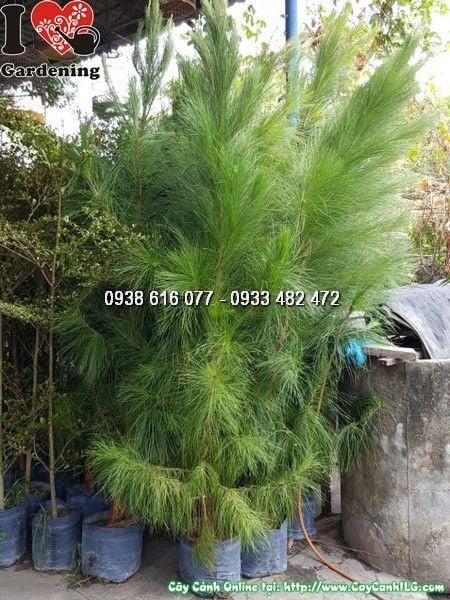 Cây Thông Caribe cao 1m8 trồng cảnh quan