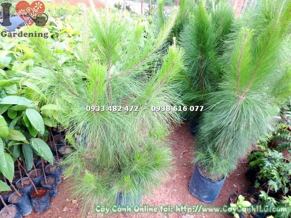 Hàng cây Thông Caribe trồng lối đi cảnh quan đẹp