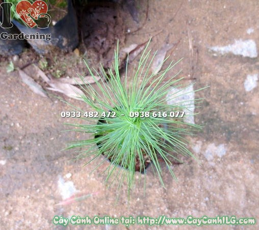 Cây thông caribe trồng sân vườn cảnh quan công trình