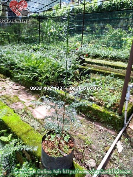 Cây thông đỏ - chăm sóc tưới nước và bón phân